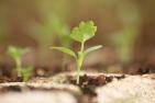 young celery seedling